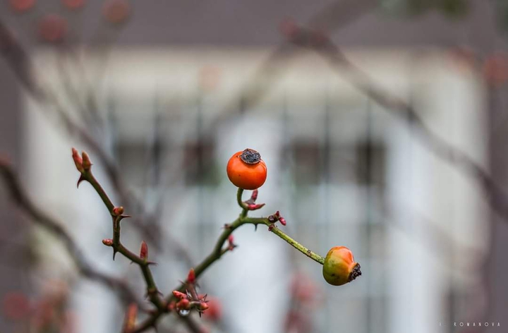 A dog-rose