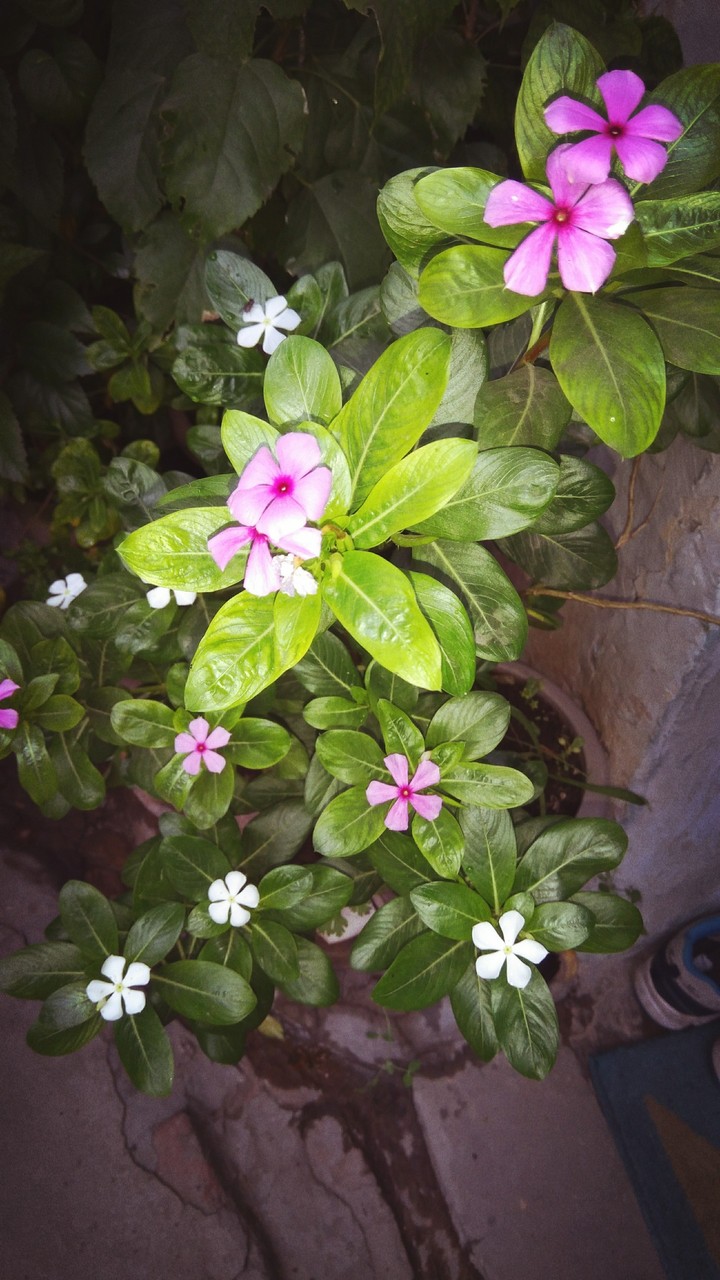 flower