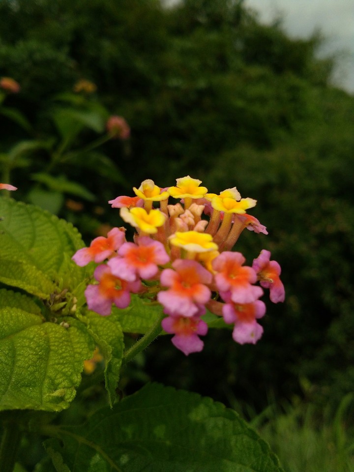 Flower