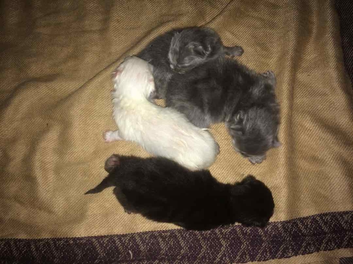 Its my cat.. So cute.....