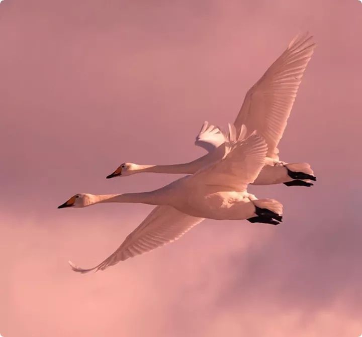 birds??