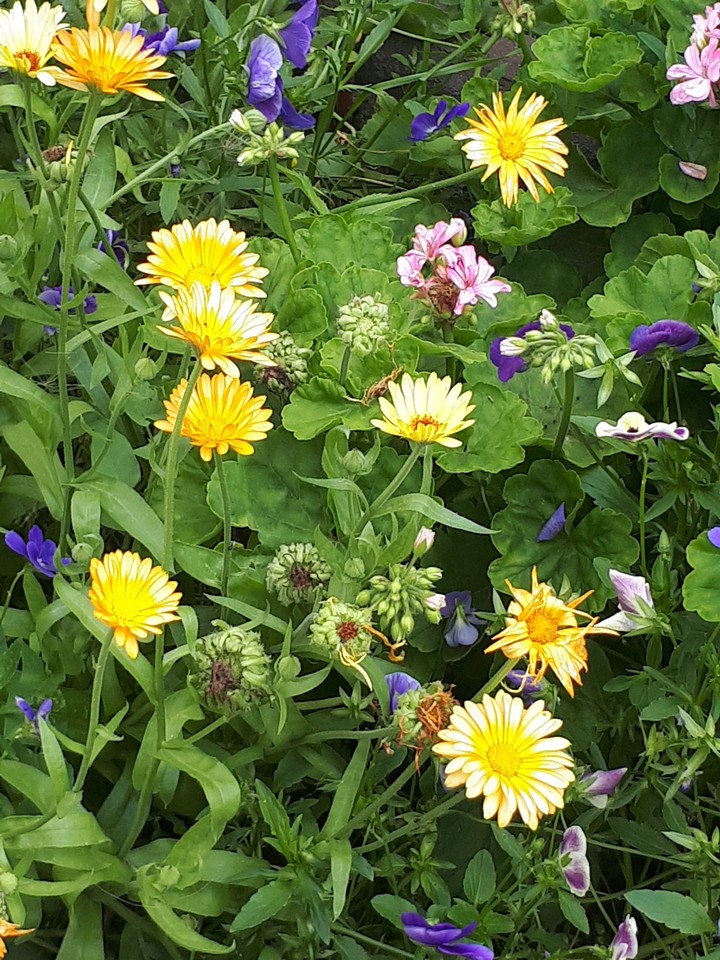 flowers