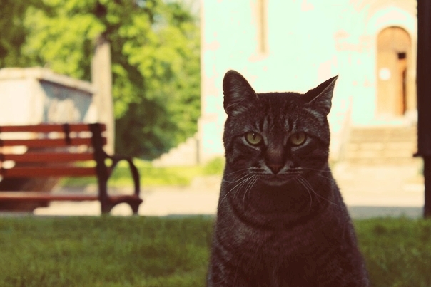 cats