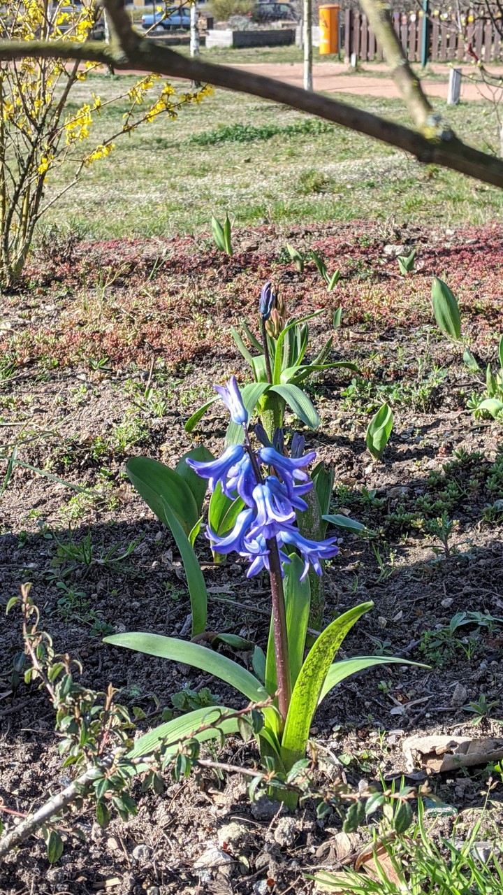 bluebells