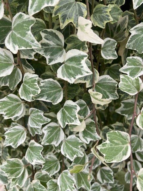Ivy