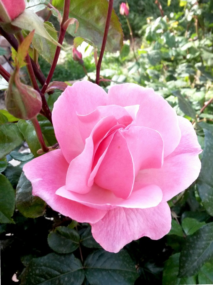 Pink one