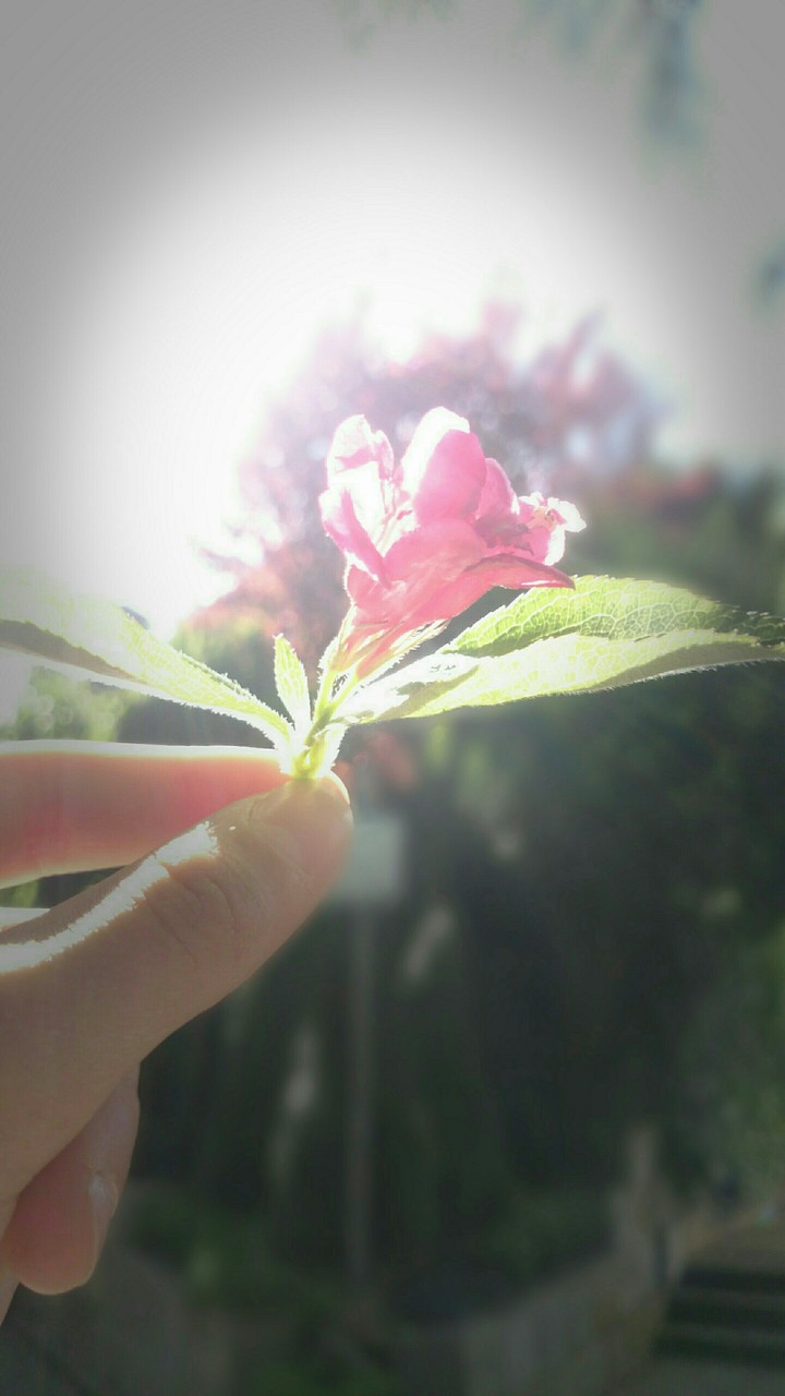 Light and pink flowers....