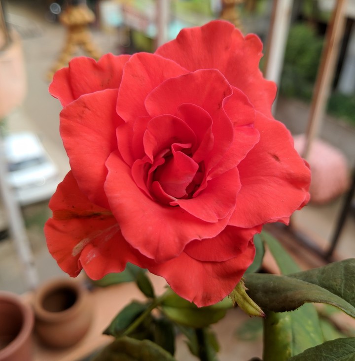 rose