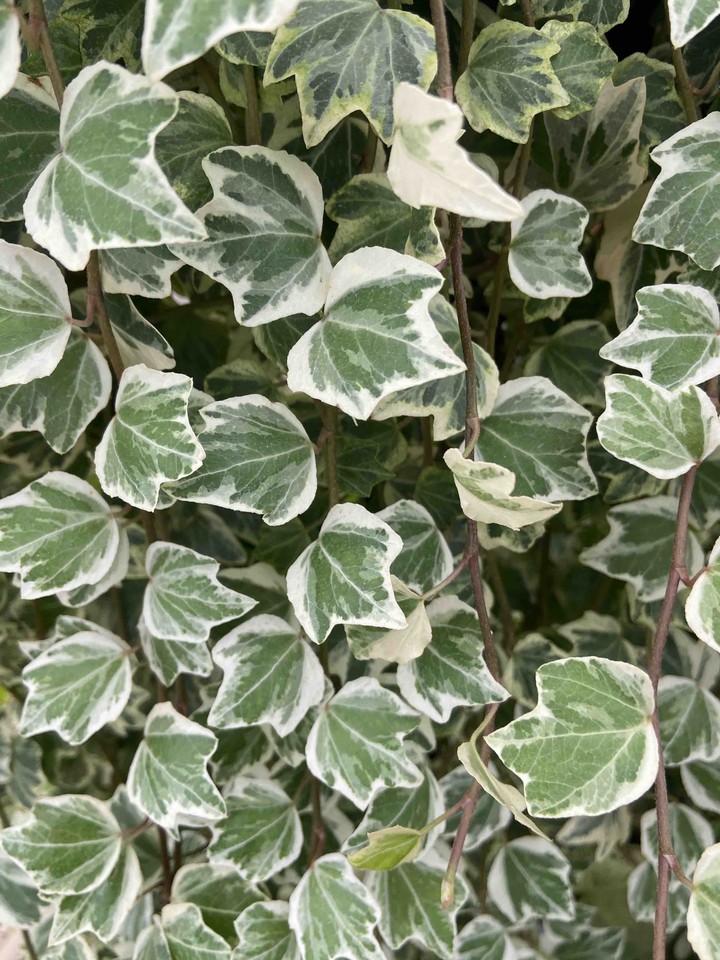 Ivy