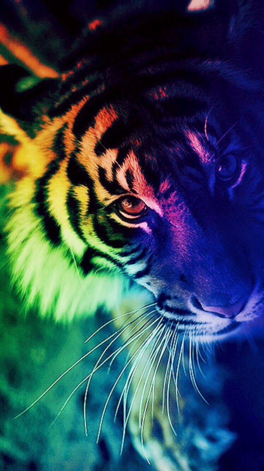 tigr