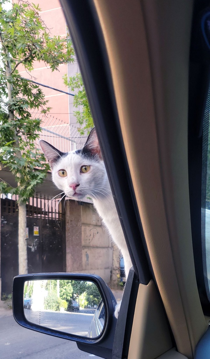 cat