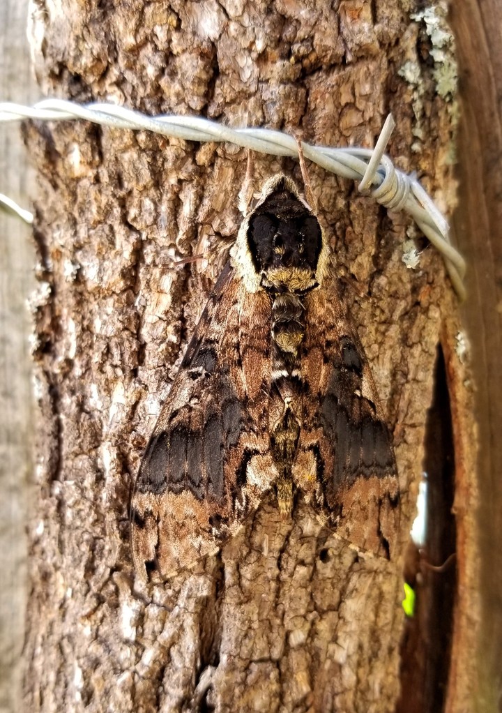POLILLA CAMUFLADA, NOXTEPEC, GRO.