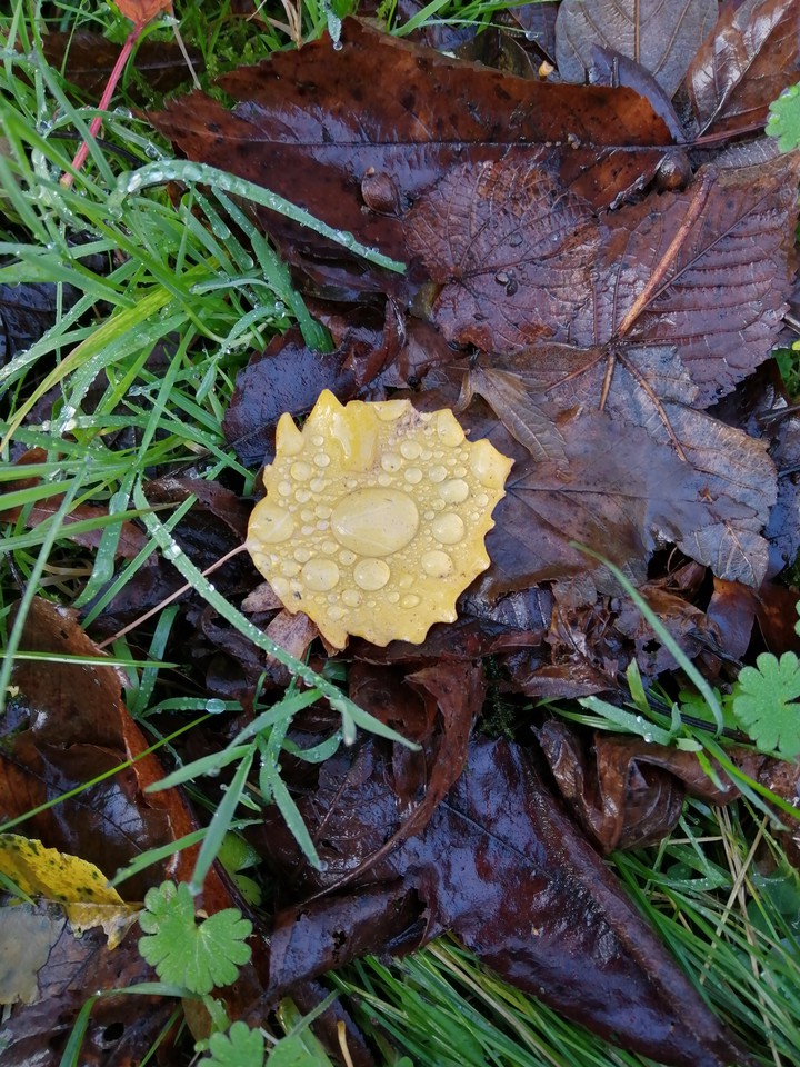 raindrop