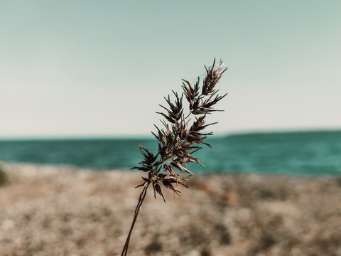 море