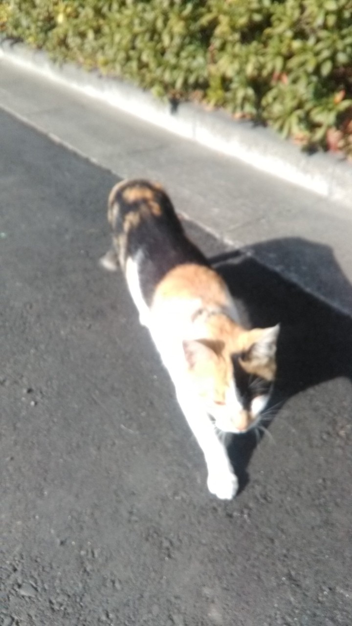 猫