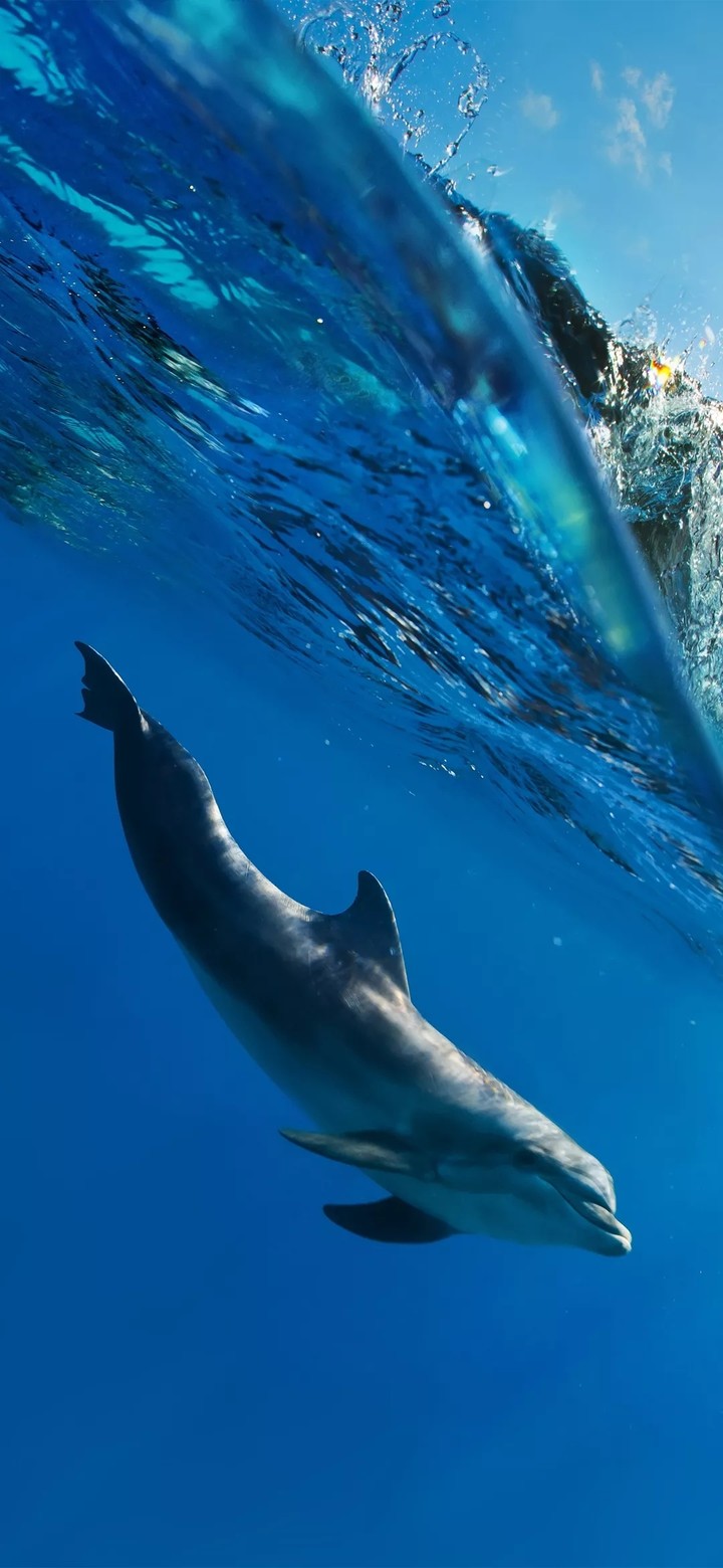 whale