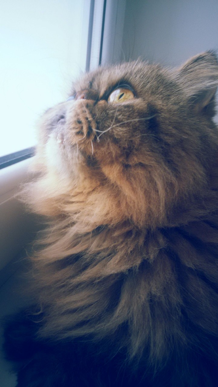 кот в мечтах