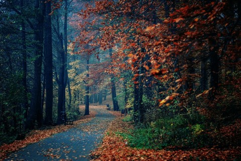 Autumn Forest