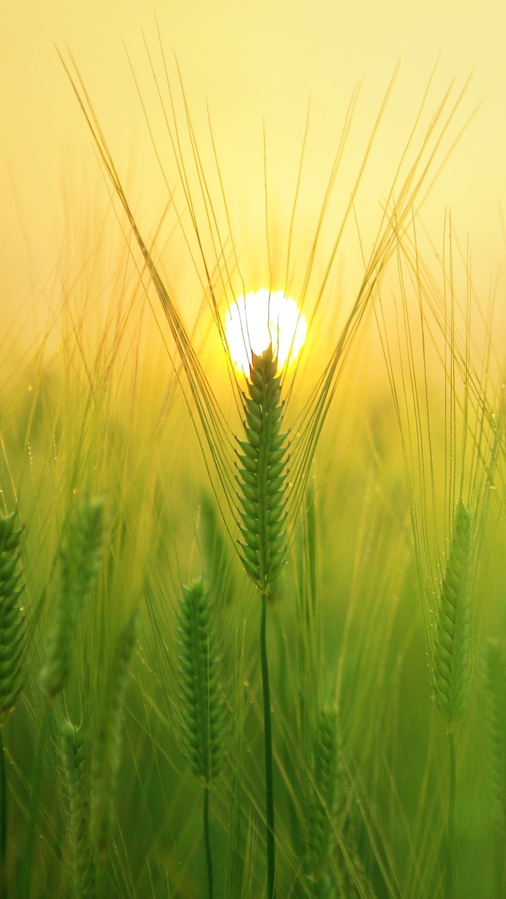 crop