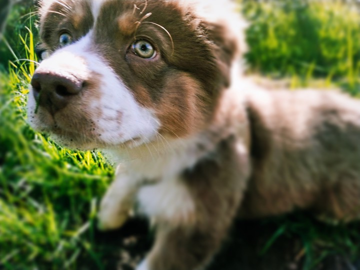 Chien