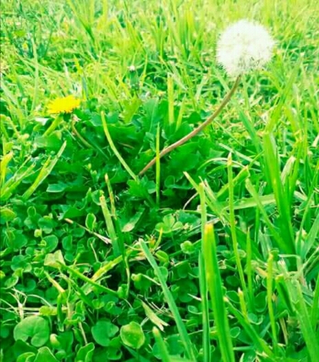 green grass