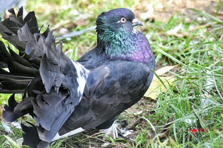 dove