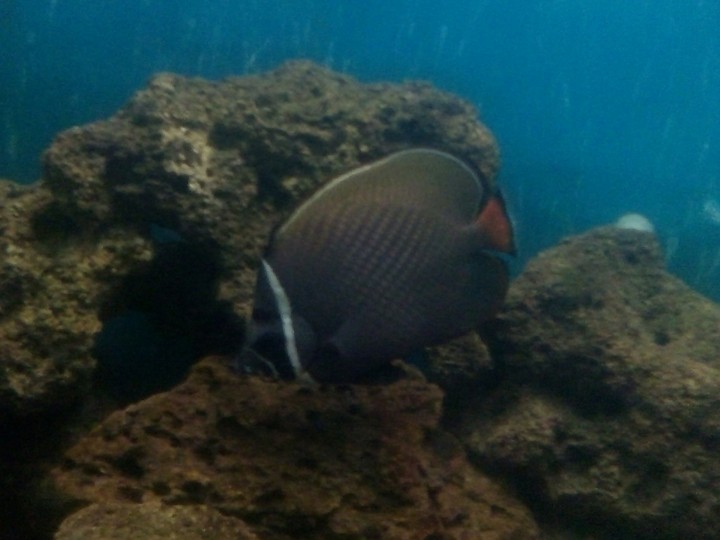 fish