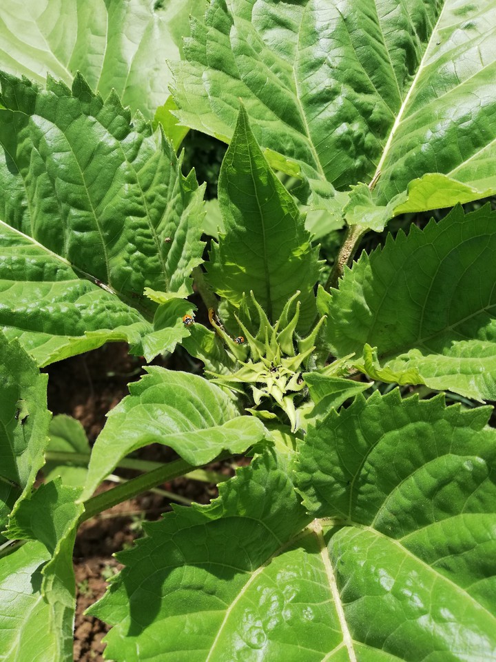 Girasole