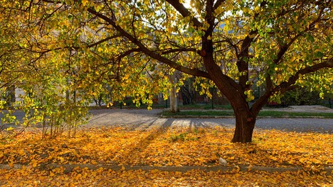natural autumn color