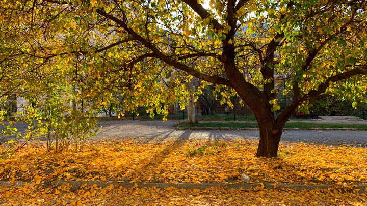 natural autumn color