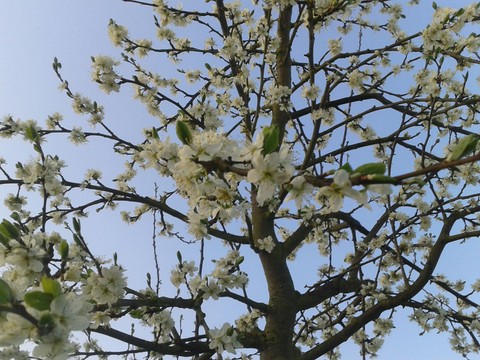 Frühlings Blüten