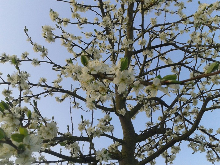 Frühlings Blüten