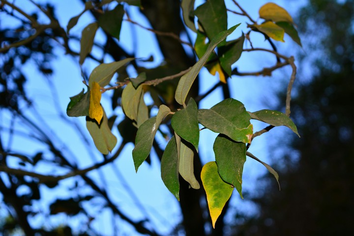 #leafs #morning #sky