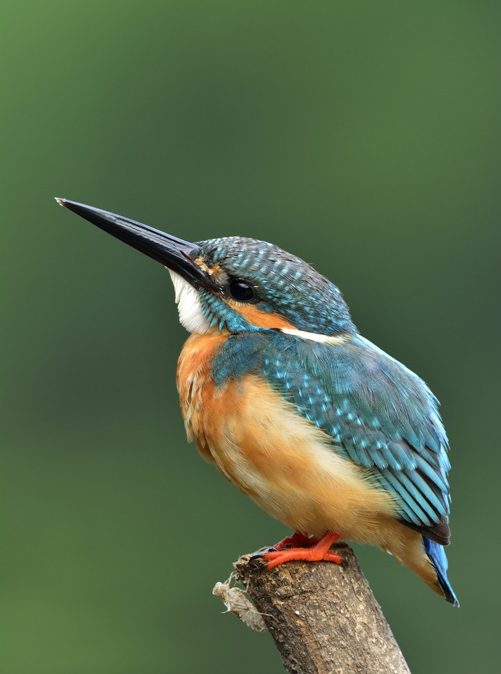 Vogel