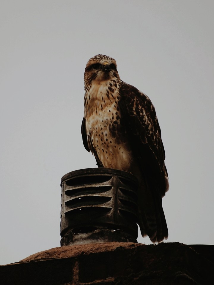 Buzzard
