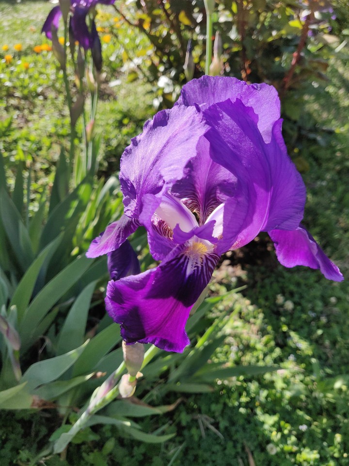 orchid