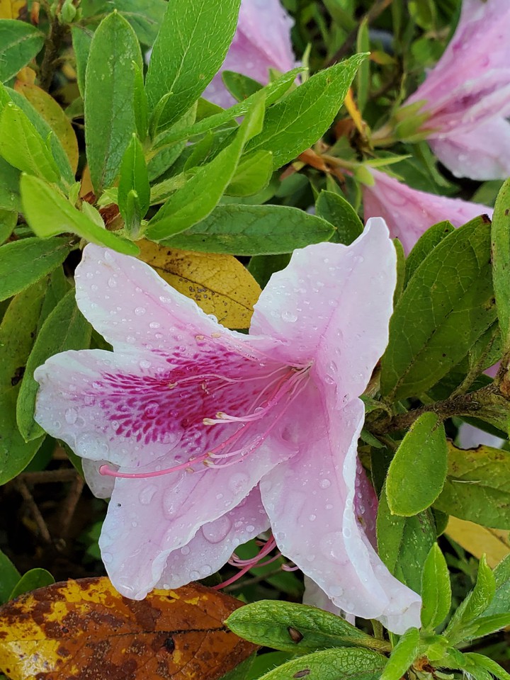 Azalea
