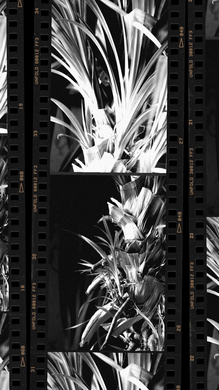 monochrome flower