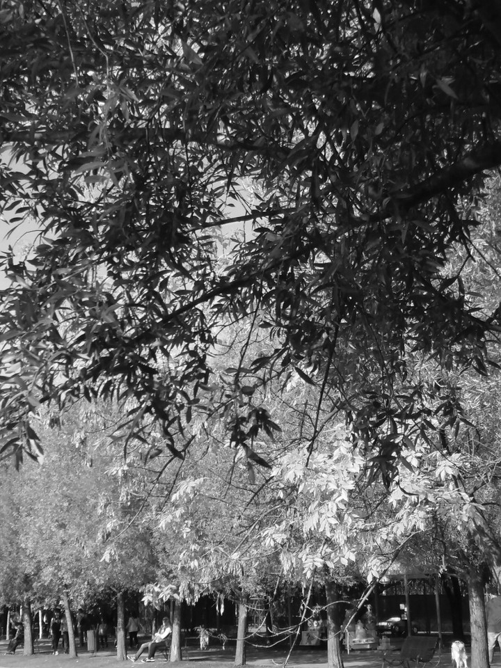 #park #tree