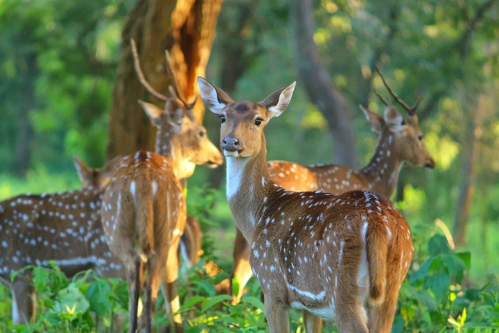 Deer