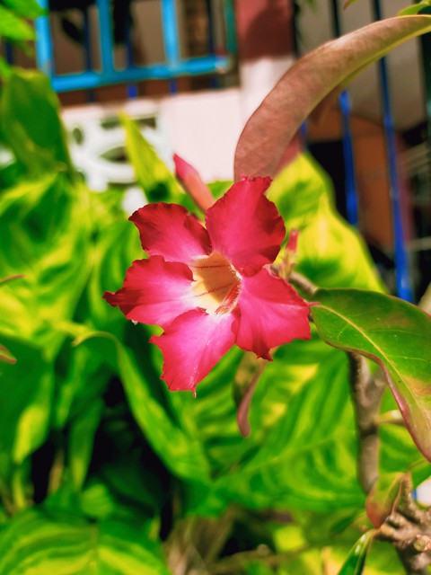 植物, pink桌布