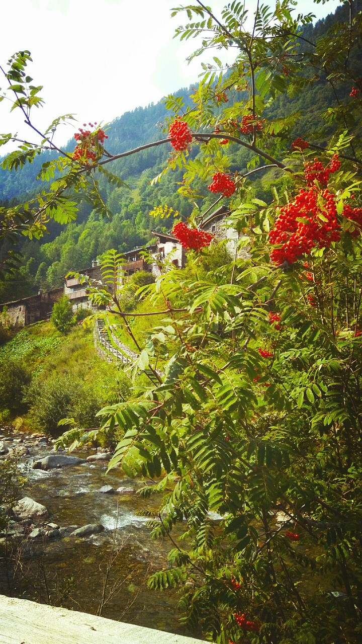 natura estiva