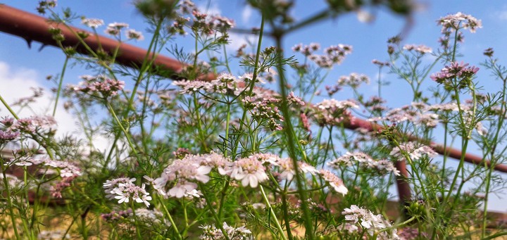 Blossom!