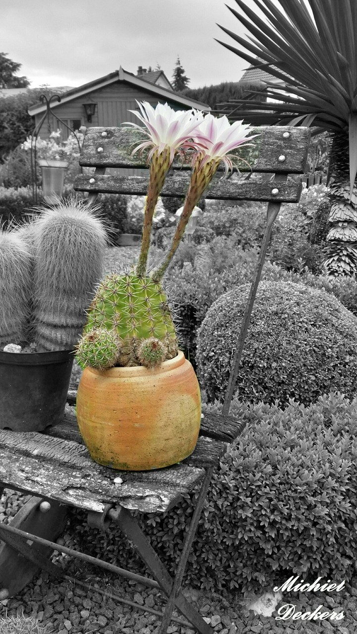 A cactusflower is for a short amount of time alive