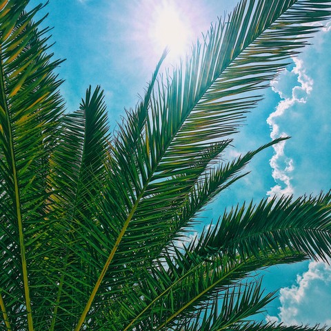 palm