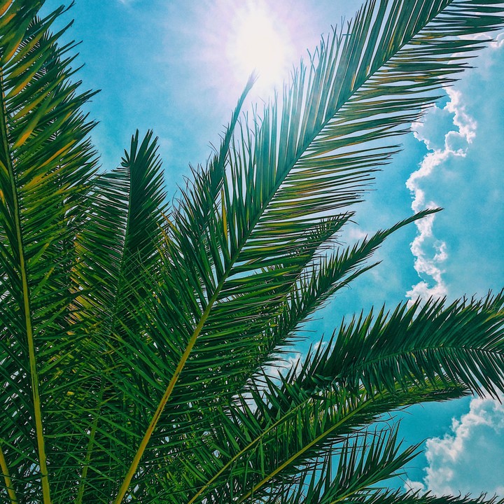 palm