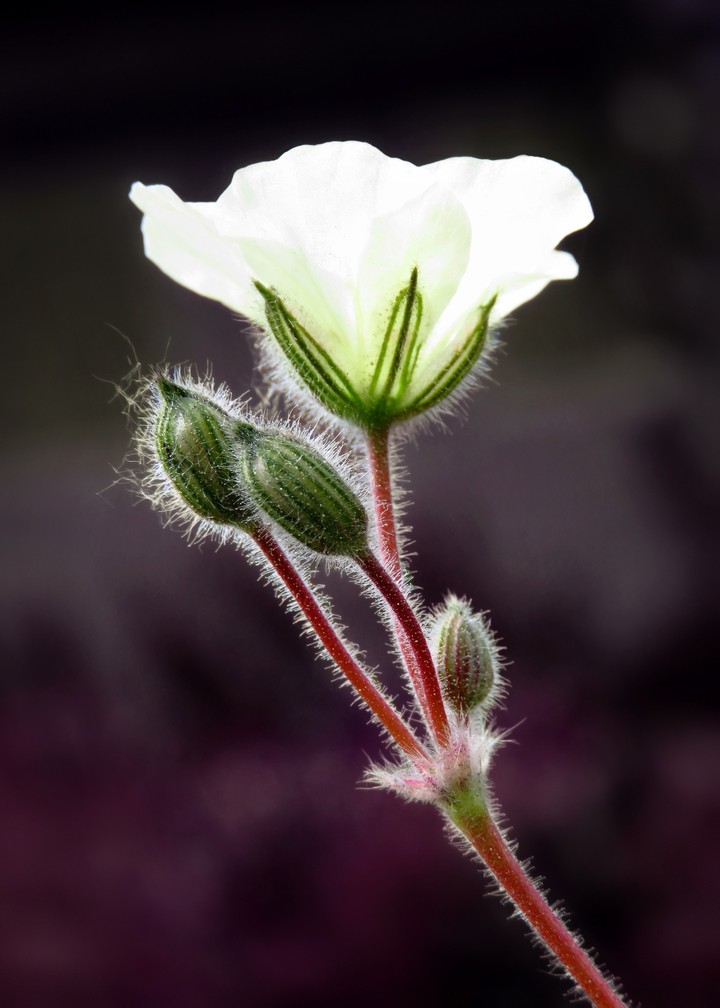 Flower of an Hour/Bladder ketmia/Puarangi