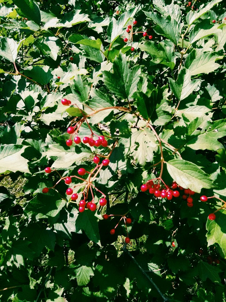 Guelder rose