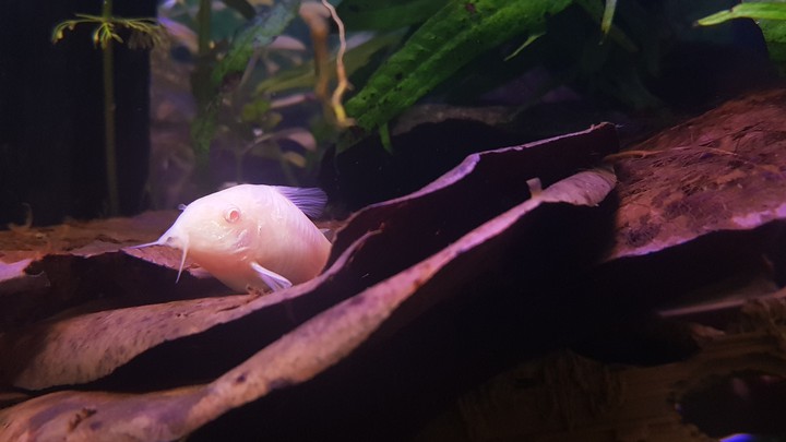 corydoras albinos