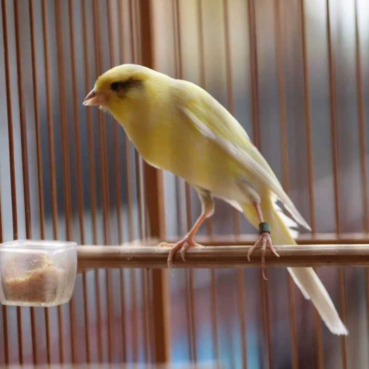 L'oiseau canari est innocent